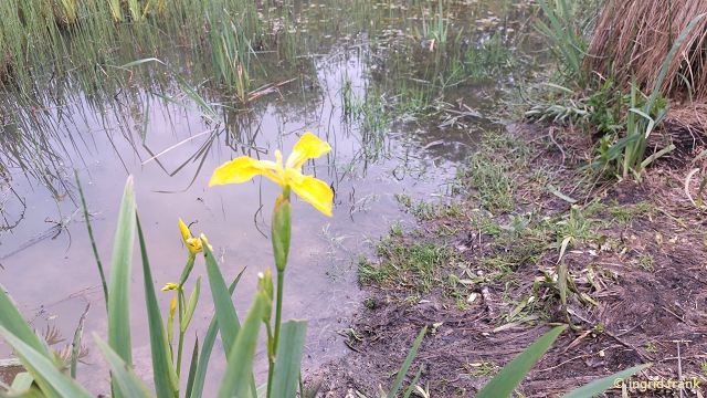 Iris pseuacorus / Wasser-Schwertlilie  (05.06.2025; NSG Schopflocher Moor)