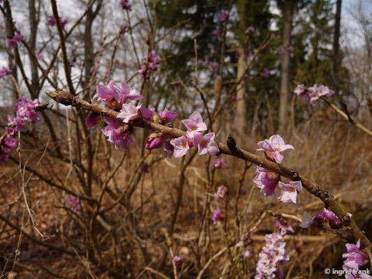 Daphne mezereum / Gewöhnlicher Seidelbast