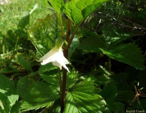 Physalis alkekengi / Gewöhnliche Blasenkirsche, Laternenpflanze, Lampiopflanze    V-VIII
