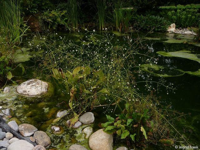 29.07.2014 - Park der Fondation Beyeler in Riehen