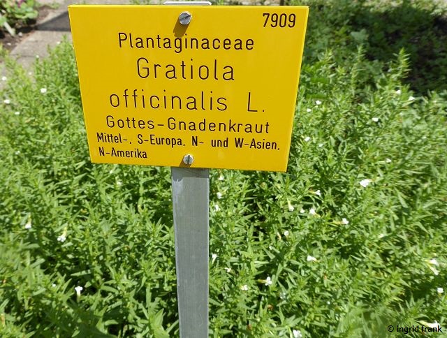 25.06.2022 - Botanischer Garten der Universität Tübingen