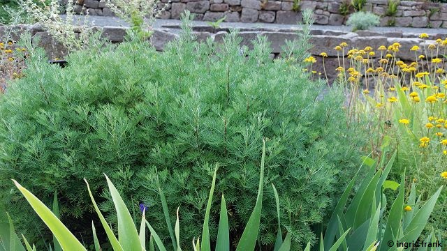 Artemisia abrotanum / Eberraute