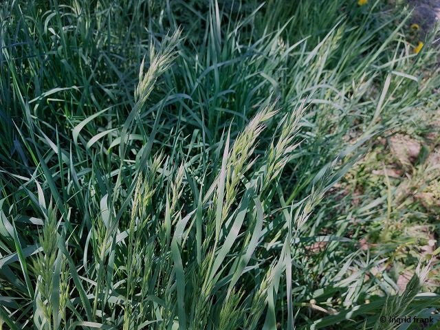 30.04.2025 - Bad Schussenried