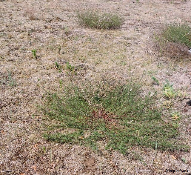 05.07.2025 - NSG Sandhausener Düne, Pferdstrieb (Exkursion mit Dr. Peter Weiser)