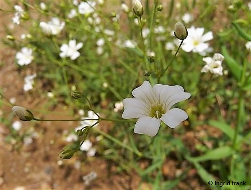 Gypsophila elegans / Ansehnliches Gipskraut (04.07.2014; Ratzenried, Ansalbung)