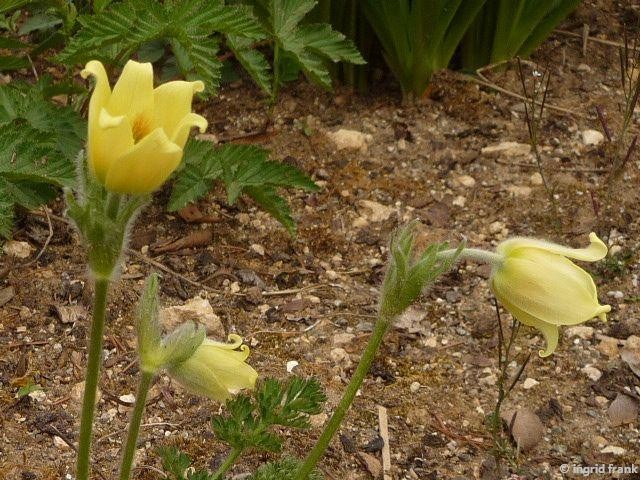 27.04.2015 - Botanischer Garten Ulm