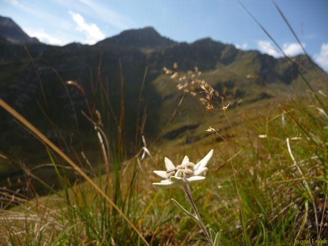 03.09.2011-Leontopodium nivale ssp. alpinum - Alpen-Edelweiß