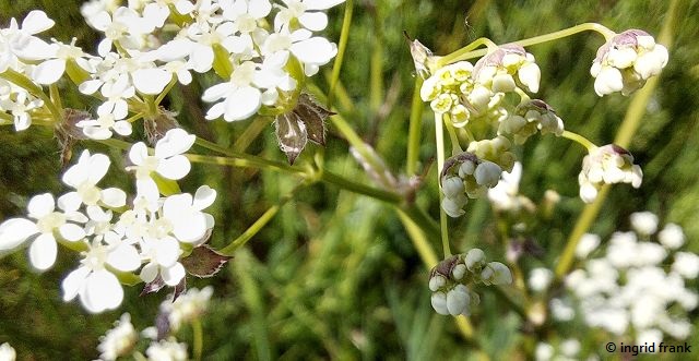 Anthriscus sylvestris / Wiesen-Kerbel (22.05.2026; zwischen Urspring und Lonsee)