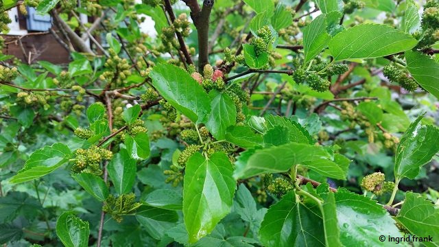 Morus nigra / Schwarze Maulbeere (04.06.2025; Vorgarten in Weiler ob Helfenstein)