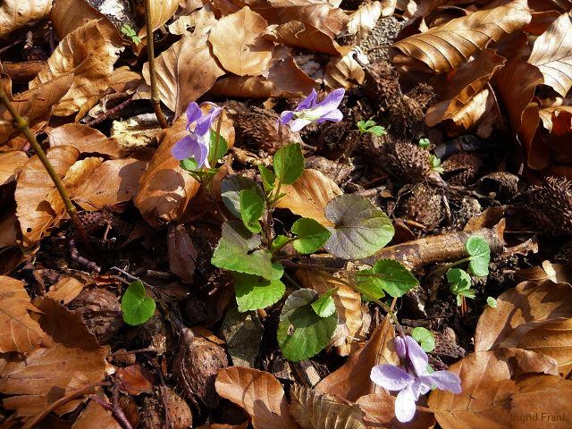 30.03.2011 - Am Altdorfer Wald bei Baumgarten