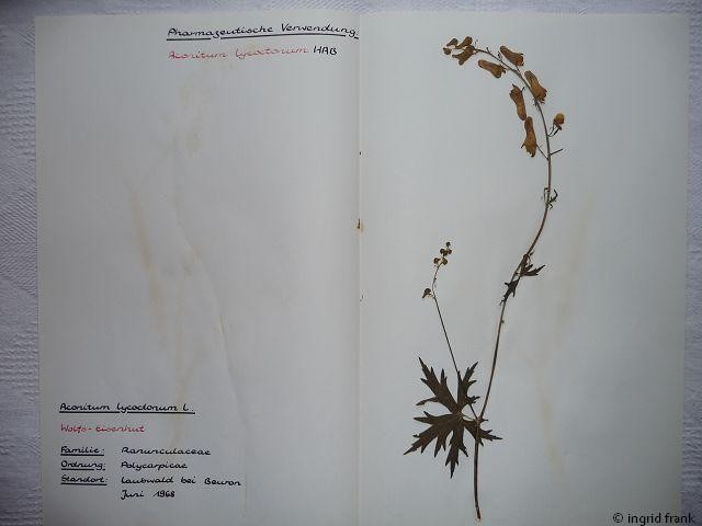 In meinem Herbarium von 1969