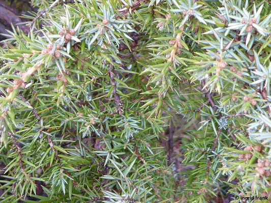 Juniperus communis / Gewöhnlicher Wacholder (09.04.2019; beim Stiegelesfelsen)