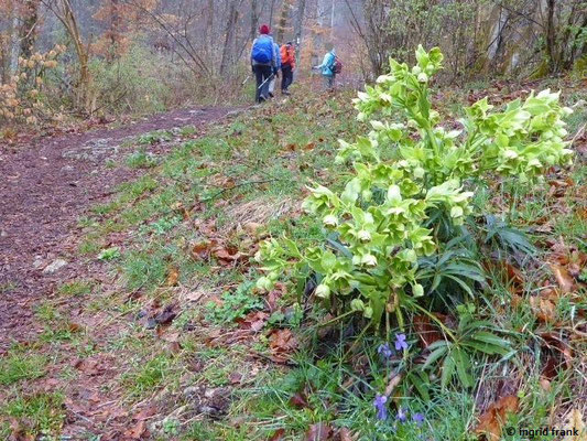 Helleborus foetidus / Stinkende Nieswurz (09.04.2019; nahe Laibfelsen bei Fridingen)