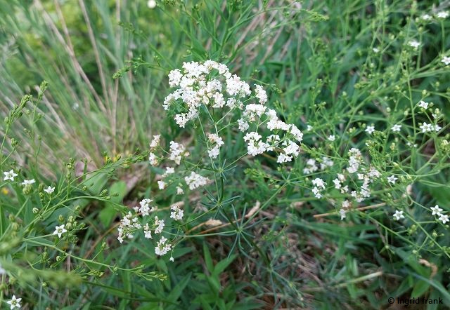 06.06.2025 - Oberes Filstal auf dem Eckfelsen 