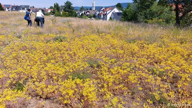 Seum rupestre / Felsen-Fetthenne