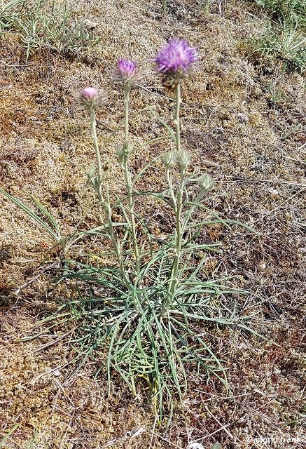 05.07.2025 - NSG Sandhausener Düne, Pferdstrieb (Exkursion mit Dr. Peter Weiser)