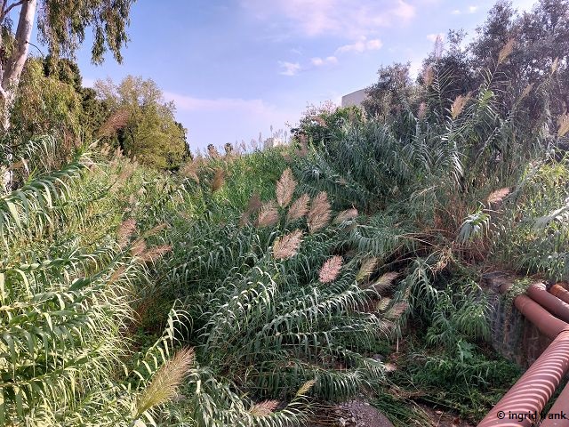 30.09.2025 - Sizilien, Giardino Naxos