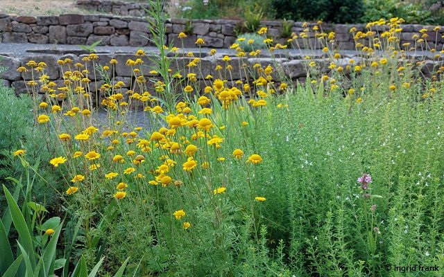 Anthemis tinctoria / Färber-Hundskamille