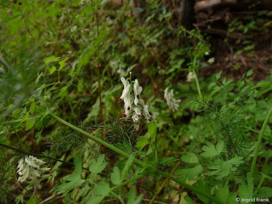 Fumaria capreolata / Ranken-Erdrauch    (30.04.2016; Italien, Insel Elba)