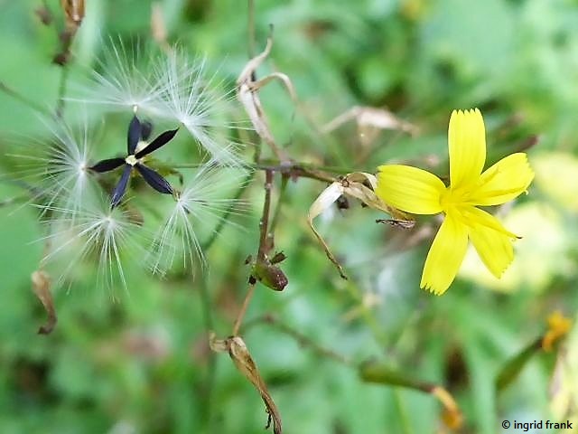 20.08.2018 - Im Altdorfer Wald bei Baumgarten