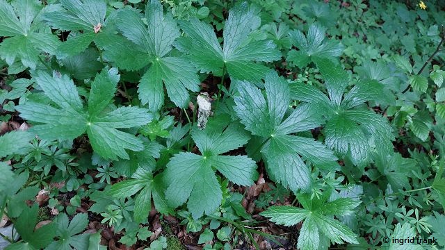 Astrantia major / Große Sternolde  (06.06.2025; Oberes Filstal bei Deggngen)