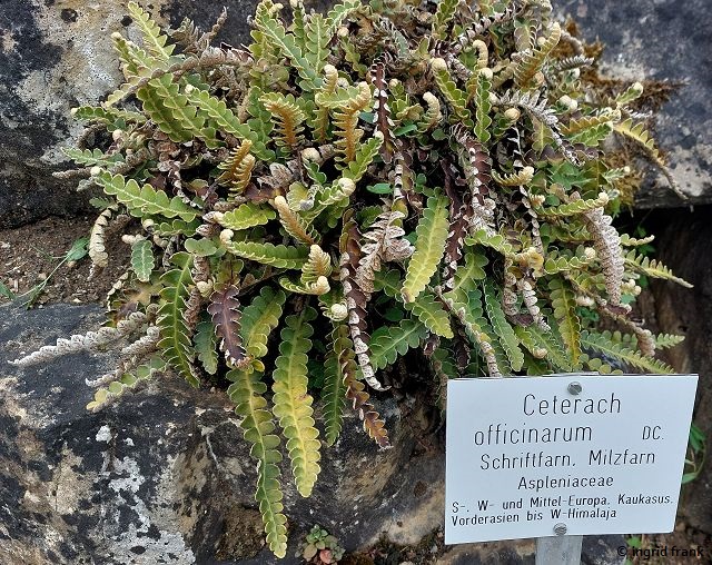 16.06.2025 - Botanischer Garten Tübingen