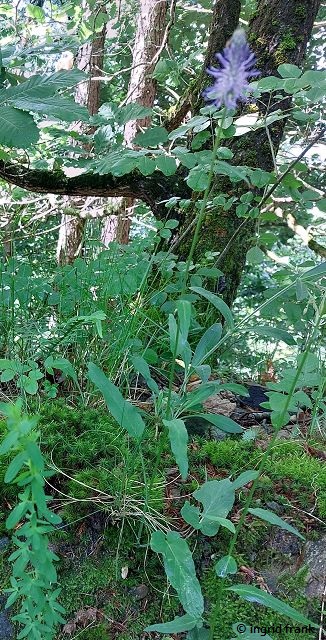 12.05.2026 - Trentino, Valsugana