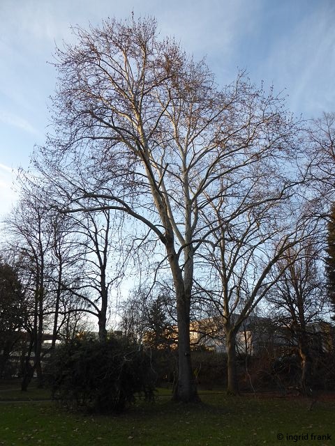 15.01.2020 - Botanischer Garten Universität Heidelberg; Mitte: Platanus orientalis; rechts daneben: Platanus occidentalis