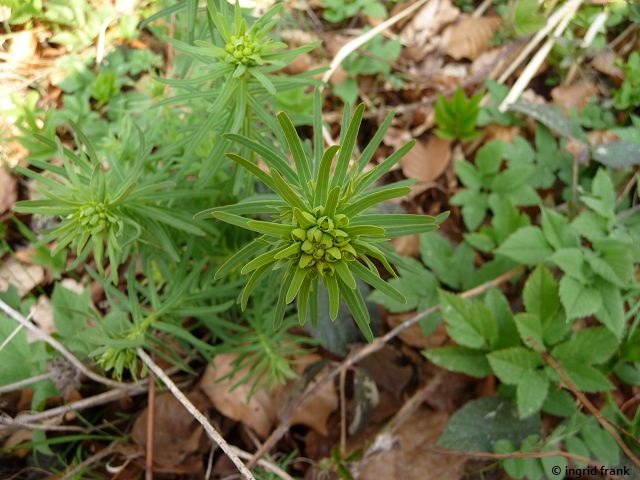 03.04.2017 - Im Baienfurter Wald