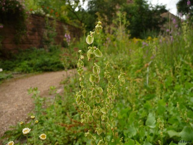 20.06.2012 - Weinheim, Schlosspark, Heilkräutergarten