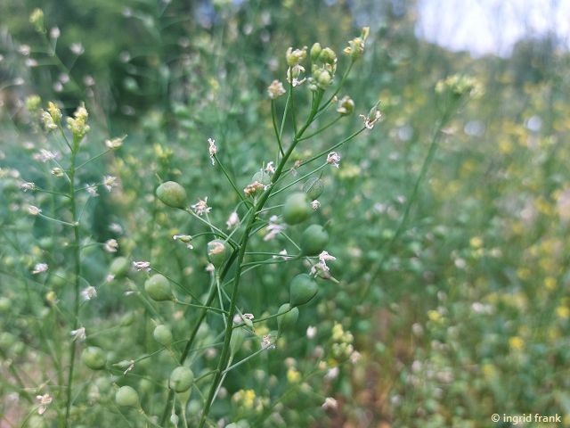 19.06.2026 - Botanischer Garten der Universität Ulm