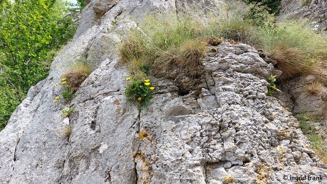Hieracium humile / Niedriges Habichtskraut