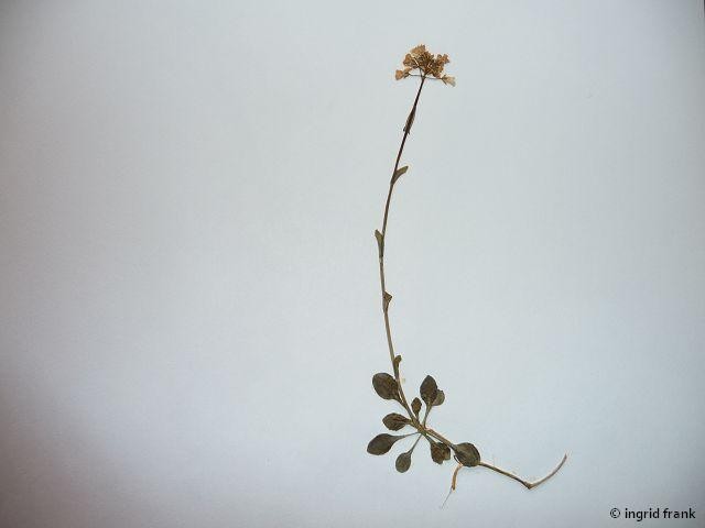 In meinem Herbarium von 1969; Nachtrag; Fundort: Schwäb. Alb bei Beuron, 1972