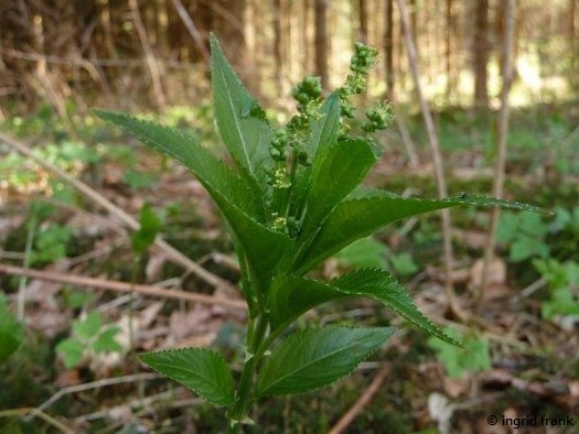 Mercurialis perennis / Wald-Bingelkraut