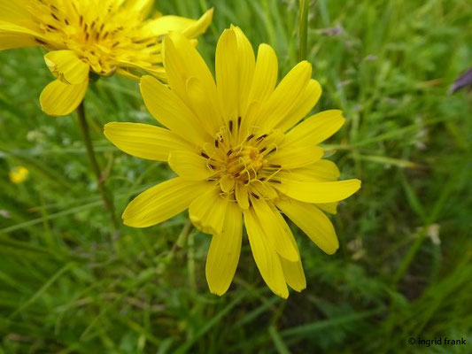 14.05.2019 - Zwischen Bermatingen und Neufrach