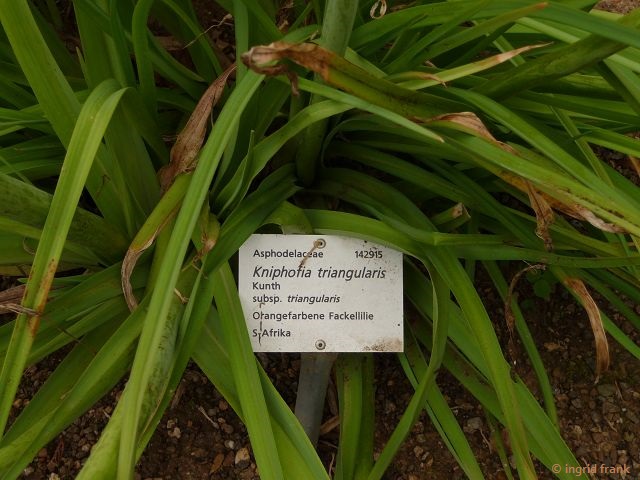 11.06.2016 - Botanischer Garten Universität Heidelberg