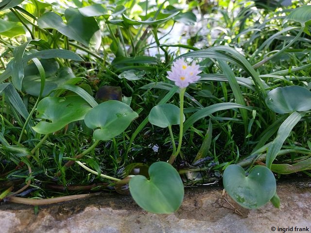 25.02.2026 - Botanischer Garten Basel