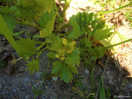 Ranunculus muricatus / Stachelfrüchtiger Hahnenfuß    (27.04.2016; Italien, Insel Elba)