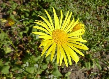 Doronicum plantagineum / Wegerich-Gämswurz (06.05.2018; Botanischer Garten Universität Potsdam)