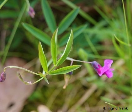 Lathyrus vernus / Frühllings-Platterbse   (23.05.2023; Felsenmeer beim Wental)