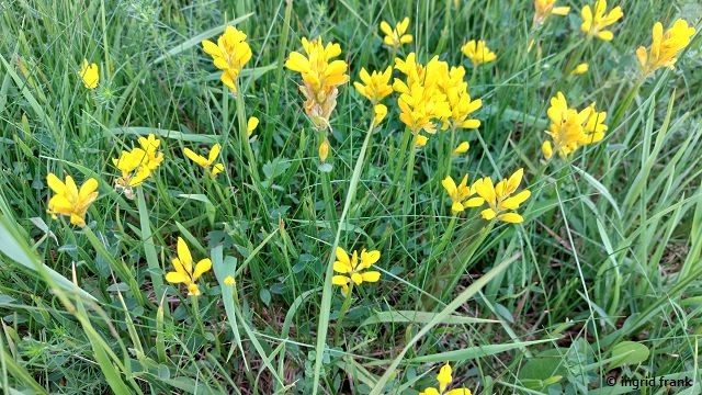 Genista sagittalis / Flügel-Ginster (06.06.2025; Oberes Filstal bei Deggingen)