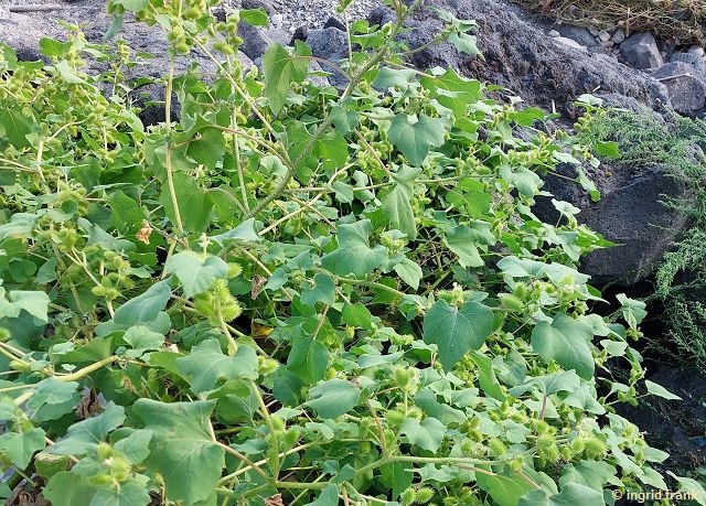 30.09.2025 - Sizilien, Giardini Naxos, Strand