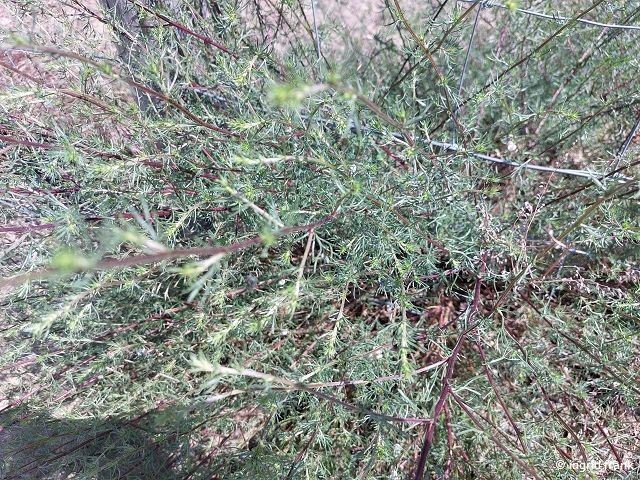 24.06.2024 - NSG Sandhausener Düne, Pferdstrieb