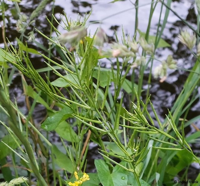 25.05.2025 - Heidelberg, am nördlichen Neckarufer