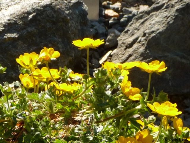 06.05.2016 - Botanischer Garten Adorf im Vogtland