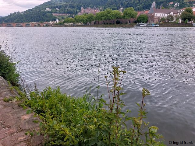 25.05.2025 - Heidelberg, am nördlichen Neckarufer