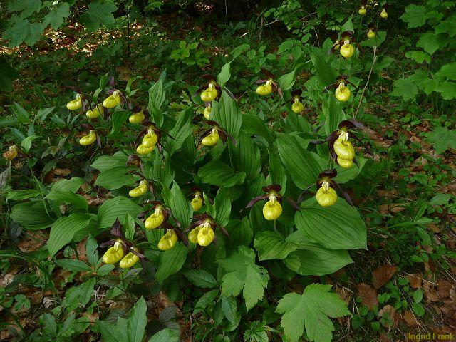 09.06.2013-Cypripedium calceolus - Frauenschuh