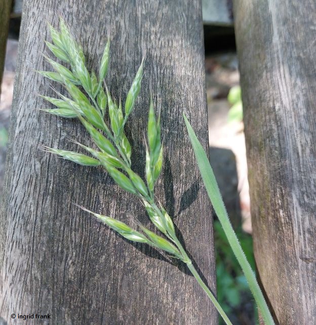 30.04.2025 - Bad Schussenried