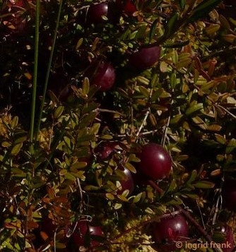 Vaccinium macrocarpon / Großfrüchtige Moosbeere, Cranberry (Neophyt)