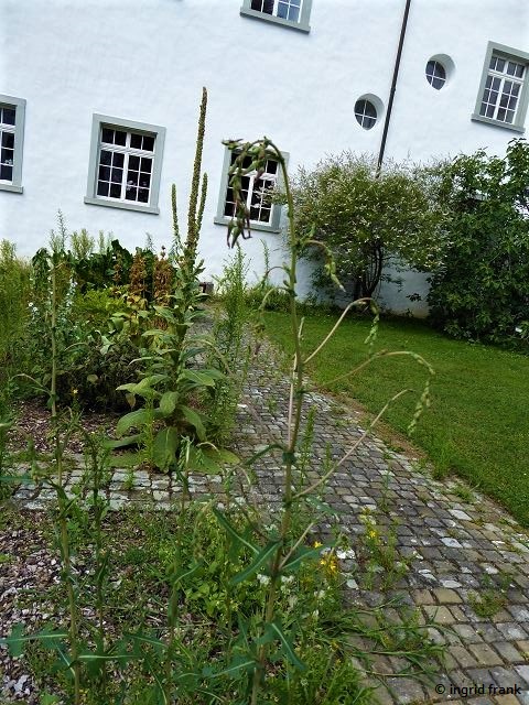 08.07.2018 - Im Kräutergarten von Kloster Münsterlingen